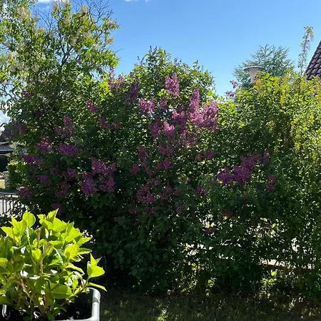 Birkenblick Ruegen *
